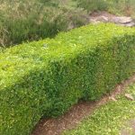 Randy's Landscape and Maintenance project - hedging